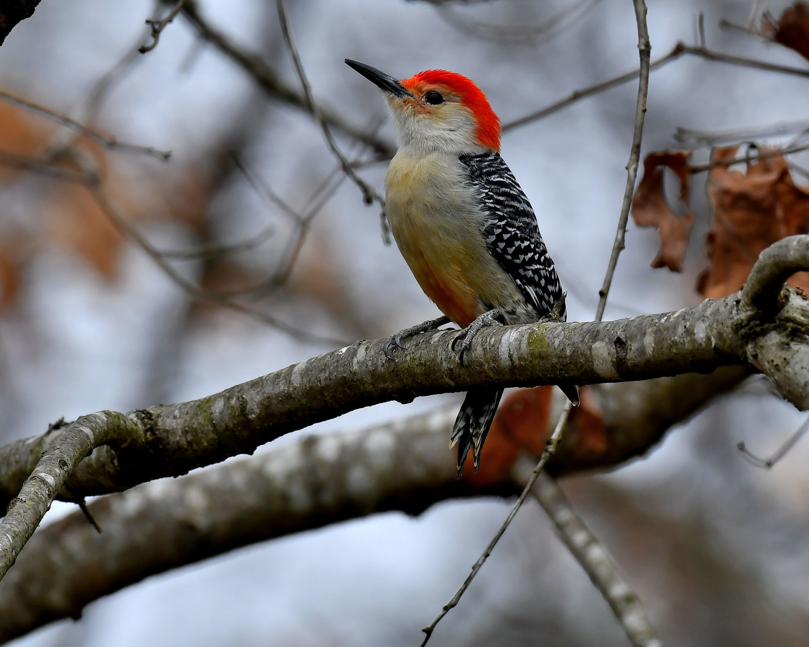 Woodpecker